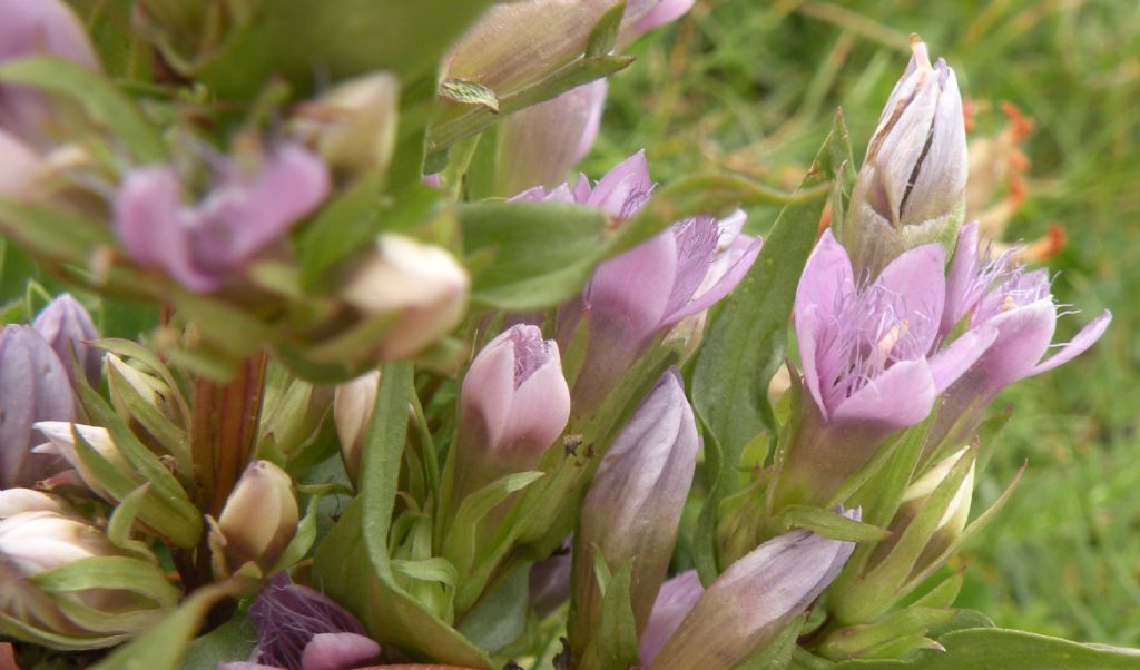 Gentianella dalla Valle d''Aosta - Gentianella ramosa